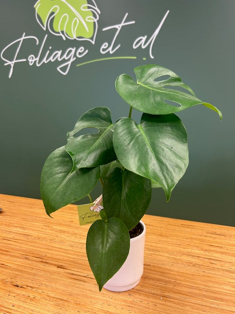Philodendron Monstera
