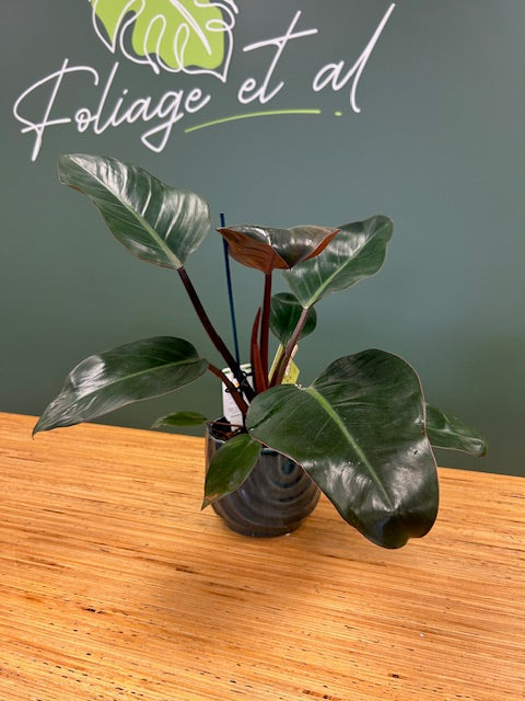 Philodendron Rojo Congo