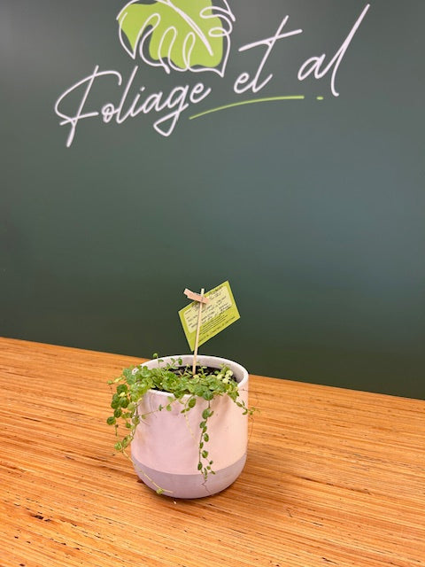 Peperomia Postrata - String of Turtles