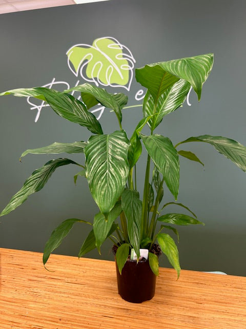 Spathiphyllum Sebatiano - Peace Lily