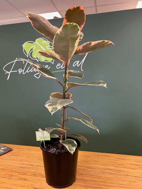 Ficus Ruby