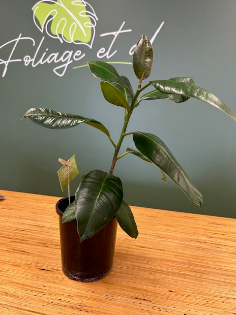Ficus Elastica