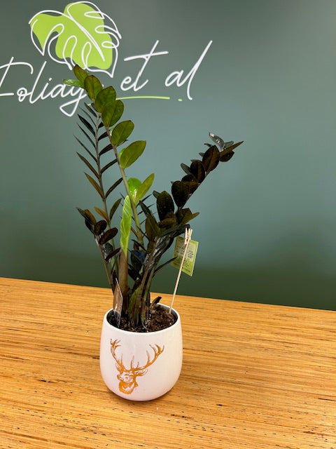 buy zz plant nz Zamioculcas Black – Foliage et al