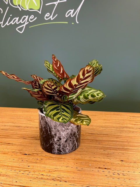 Calathea Makoyano