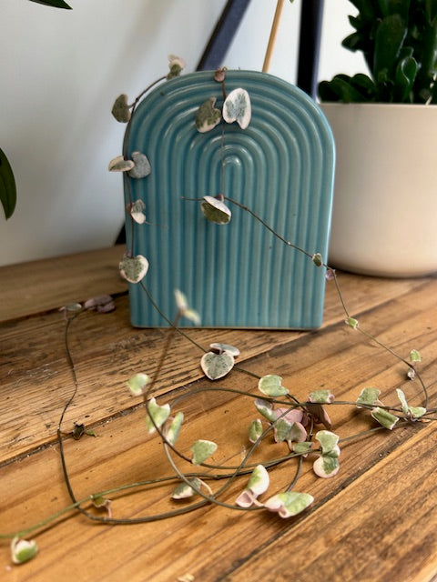 Blue Rainbow planted with variegated Chain of Hearts