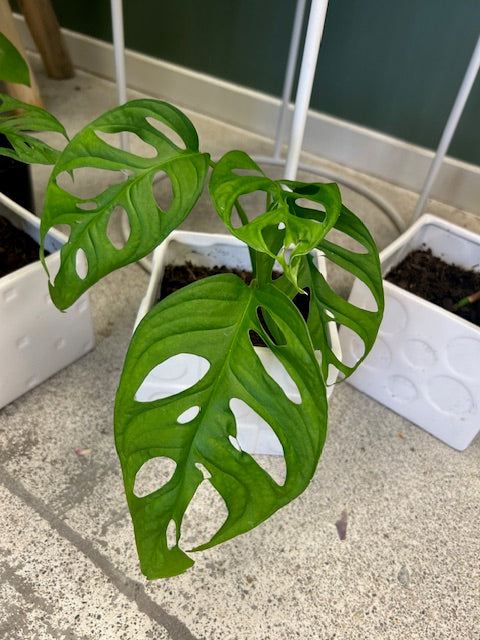 monstera adansonii nz Planted Monstera Adansonii