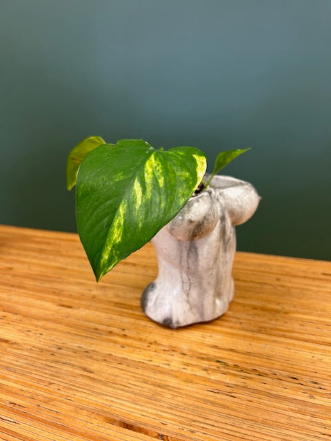 Marble Concrete Booby Planter with Plant