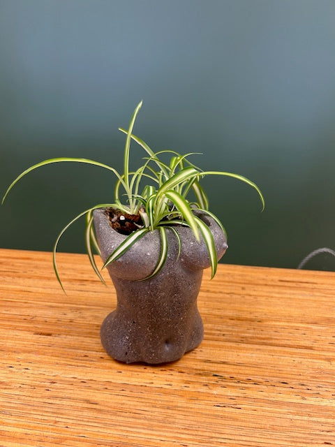 Grey concrete Booby planter - planted