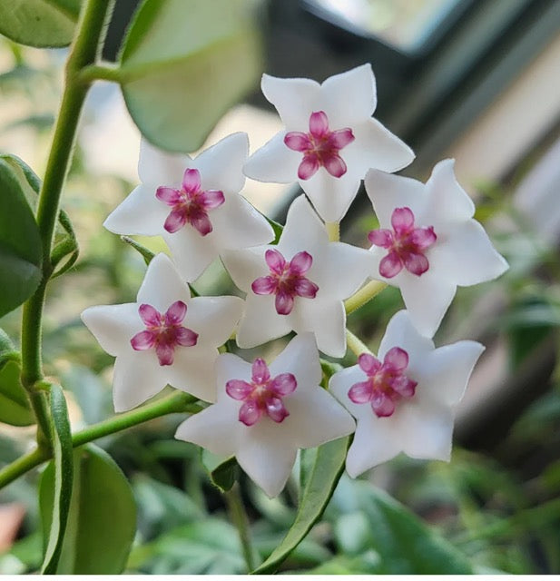 Hoya Bella - varigated